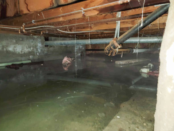 Best Local water damage restoration  in Vaeboro, NC